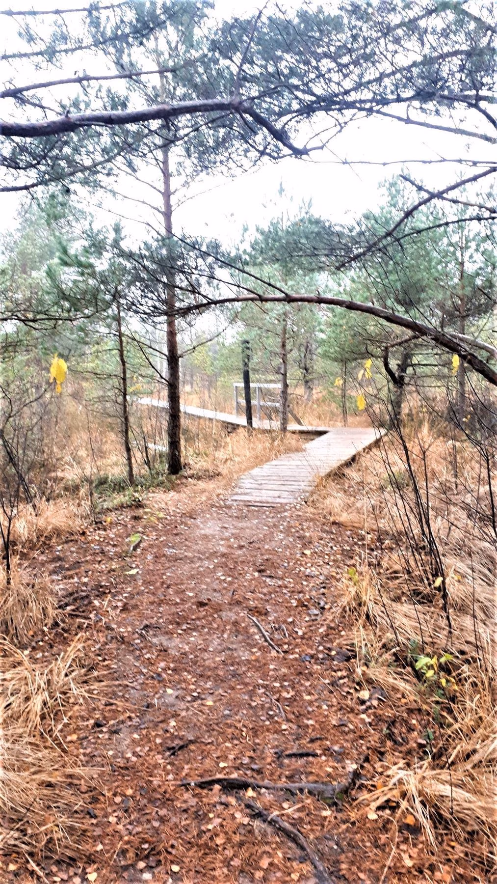 Aukstumala_begins_the_wooden_trail