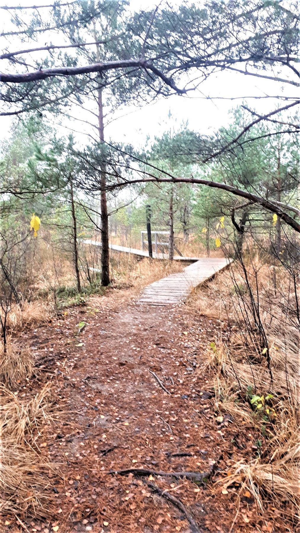 Aukstumala_begins_the_wooden_trail