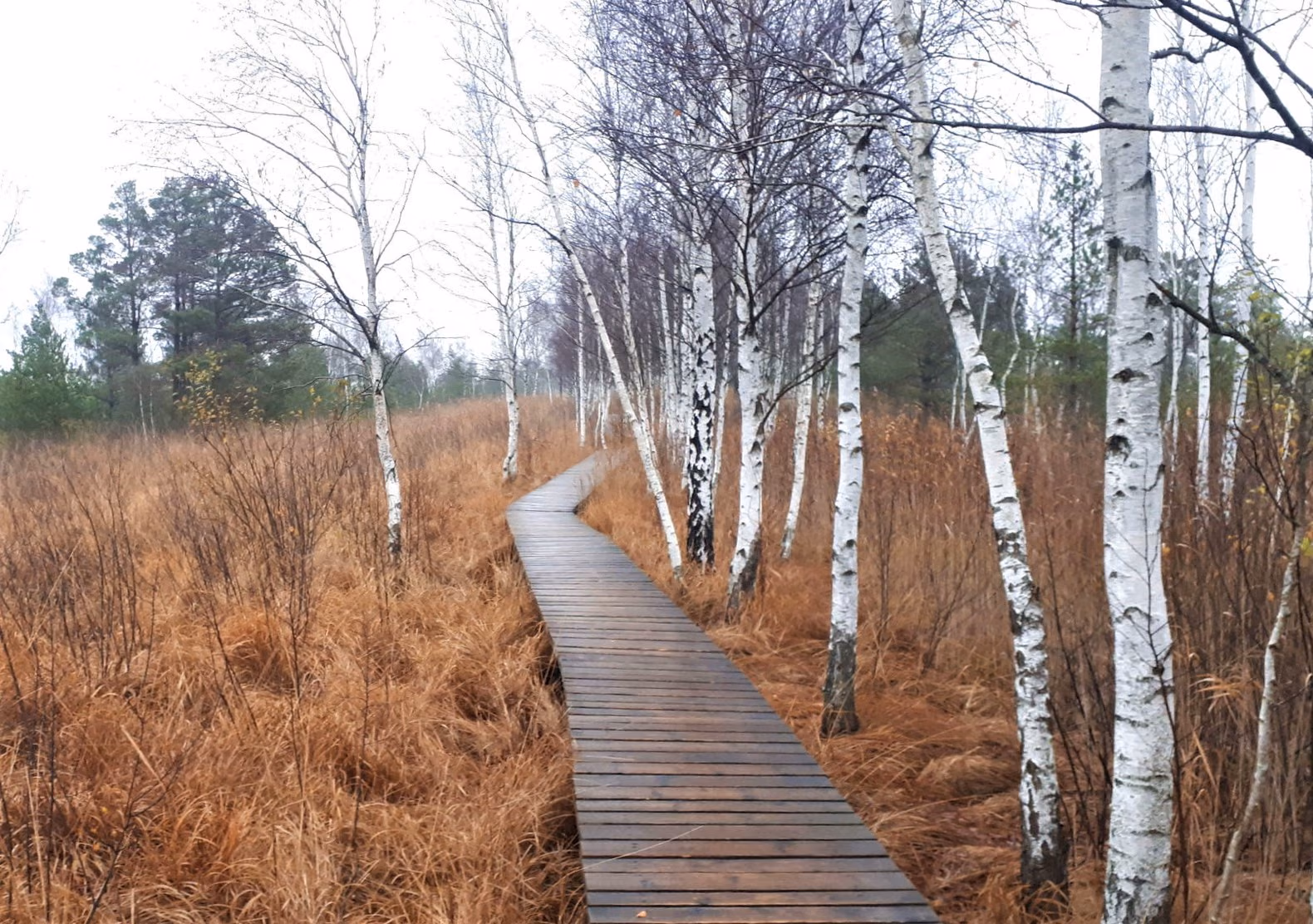 Aukstumala_wooden_trail_2