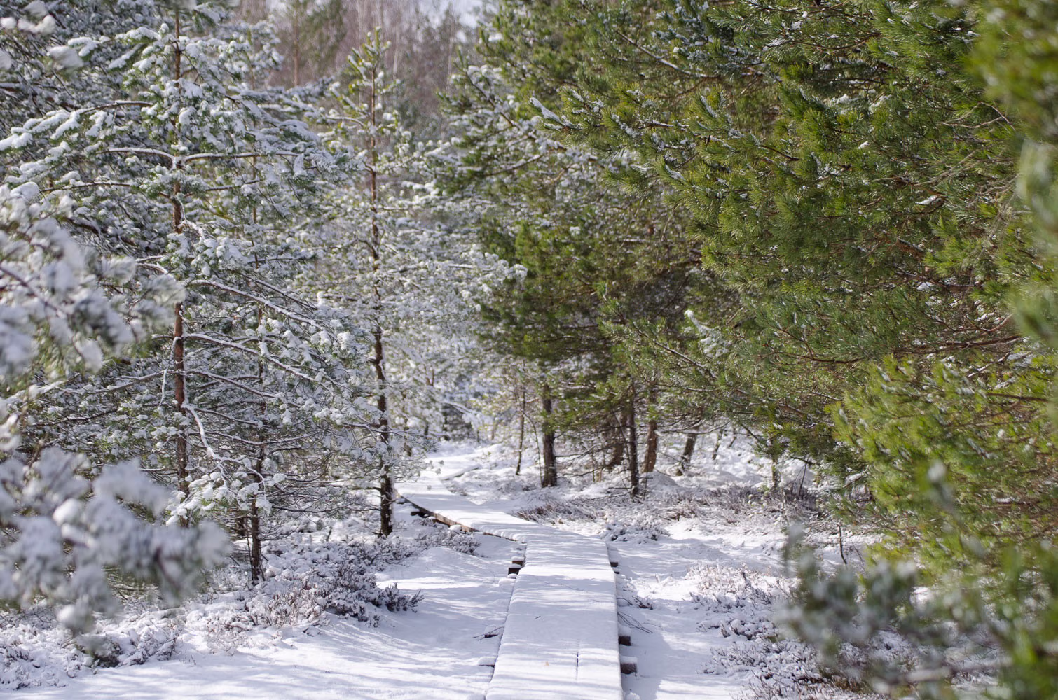 DSC_9527