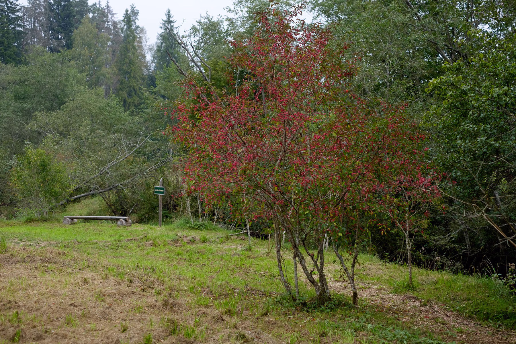 DSCF2337