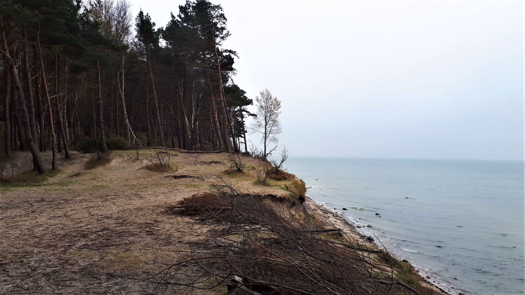 Litorina_scarp