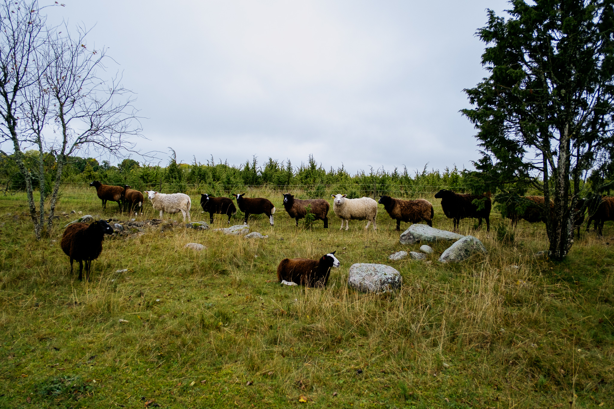 orjaku-trail-hiiumaa_53348744616_o