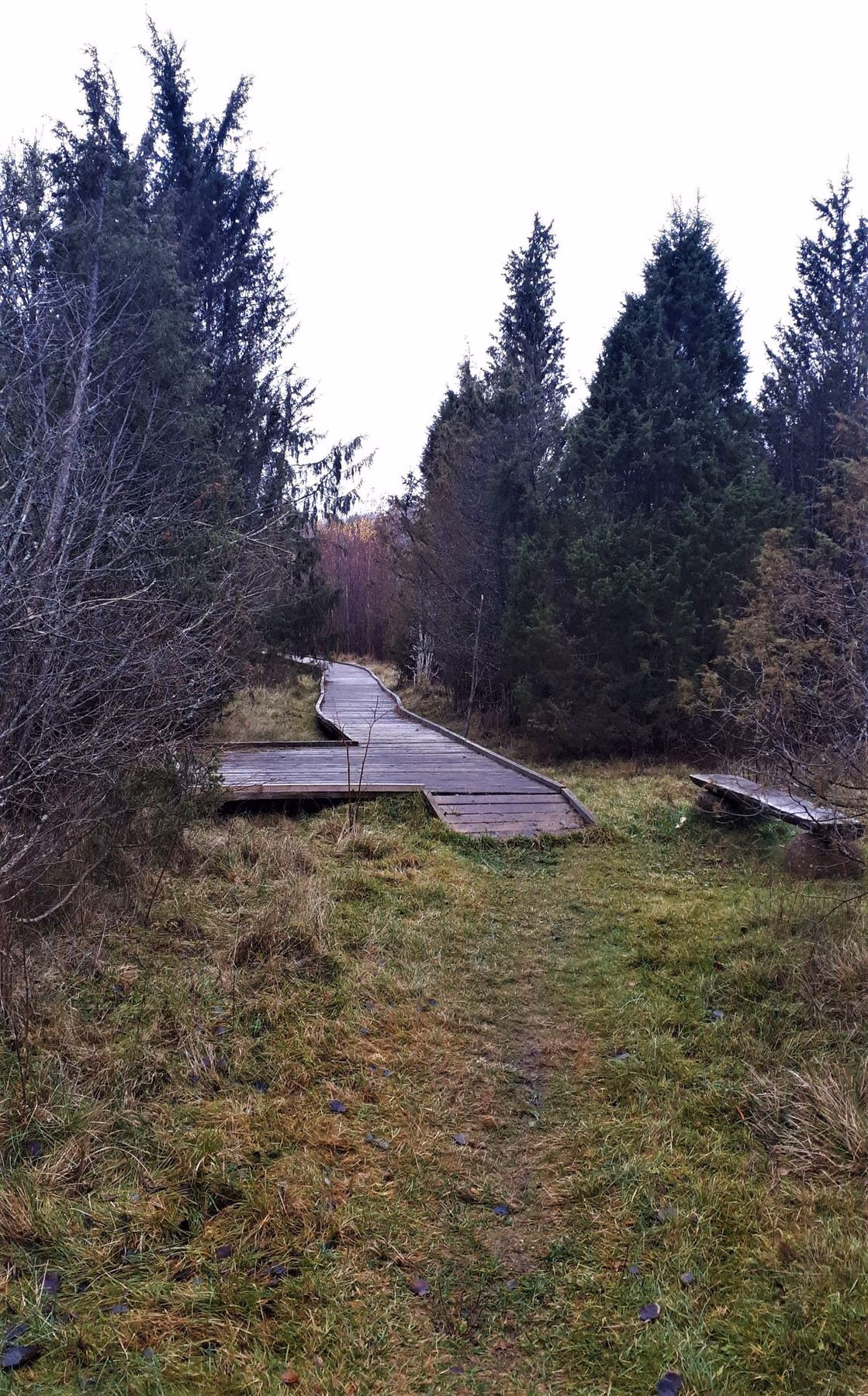 _aukliai_The_beginning_of_wooden_path