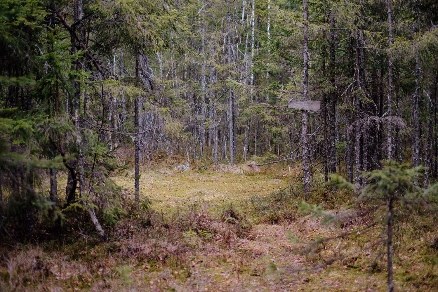 DSCF3442