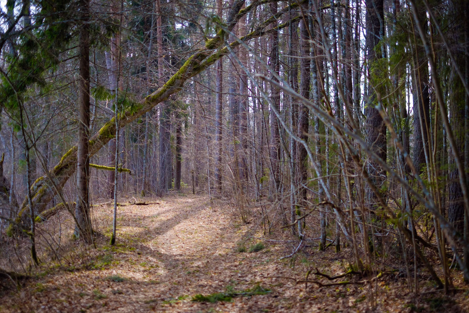 DSCF0245